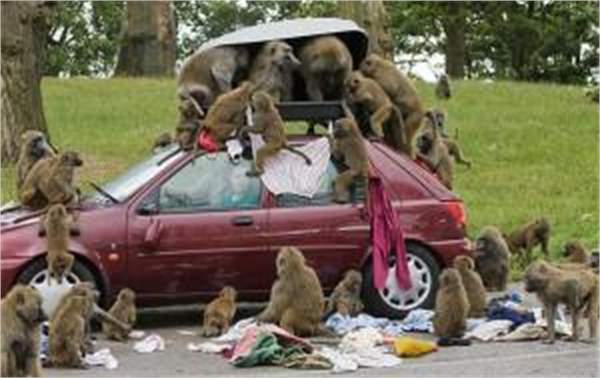 baboons