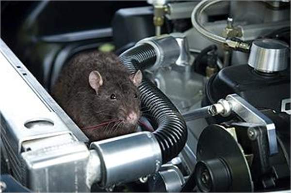 rats