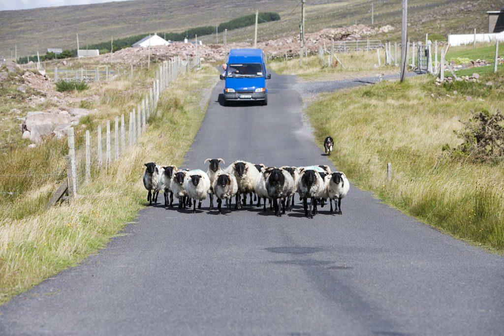 A Guide to Driving in Ireland traffic jam